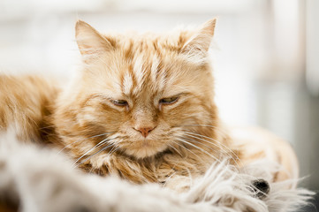 Chat angora roux