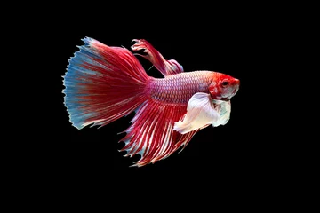 Schilderijen op glas The moving moment beautiful of siamese betta fish in thailand on black background.  © Soonthorn