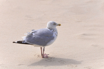 seagull on the beach close up by jziprian