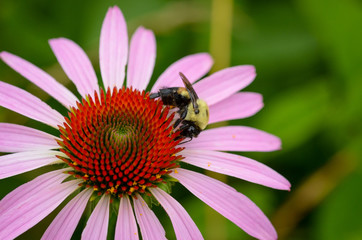 Purple Coneflower with Bumblebee 0043