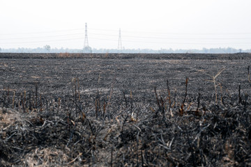 Burned Rice Straw Field, Desolate Landscape