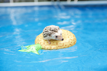 hedgehog on floting life buoy