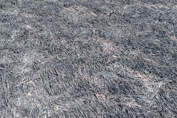 Burned Rice Straw Field