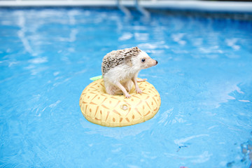 hedgehog on floting life buoy
