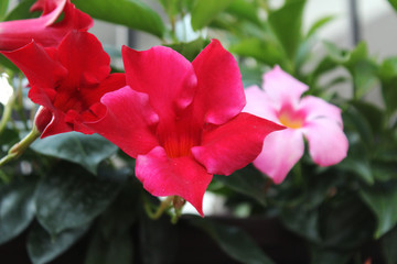 Obraz premium Beautiful pink flowers - ornamental plants in a garden