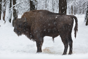 bison in a snow-covered winter forest