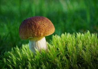 Mushrooms in summer forest