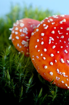 Mushrooms Fly agaric  in summer forest