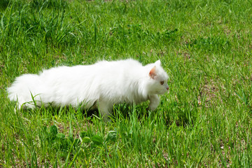 White fluffy cat is walking on a grass on a sunny day.