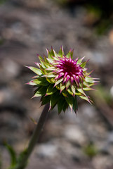 Thistle 2488