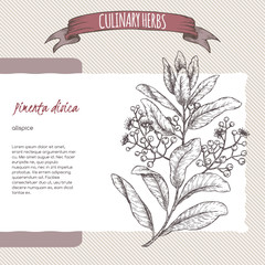 Pimenta dioica aka allspice branch hand drawn sketch. - obrazy, fototapety, plakaty