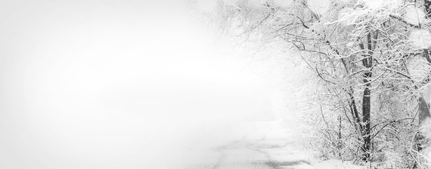 Forest after sleet. Monochrome winter forest landscape.