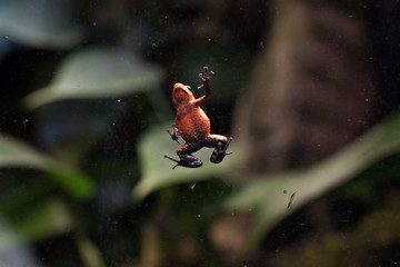 frog in the terrarium   © wip-studio