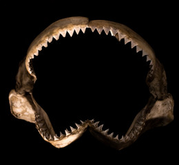 Obraz premium shark teeth