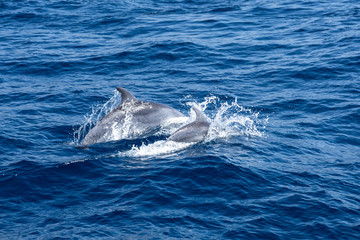 dolphin