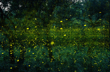 Abstract and magical image of Many firefly flying in the forest. Fireflies in the bush at night in...
