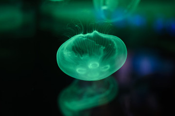 Green jellyfish © CasTroV