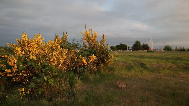 A slow craning shot of a wild rabbit or bunny at sunset.