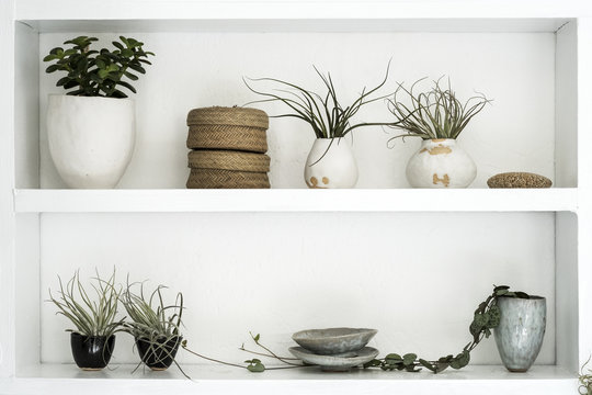 Selection of air plants in terracotta pots and a String of Hearts plant on shelves in a plant shop.