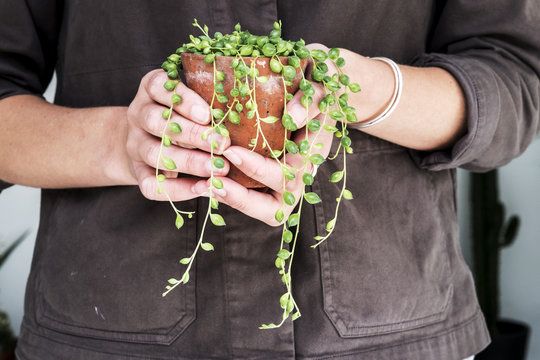 Close up of woman holding String of Pearls plant in terracotta pot.