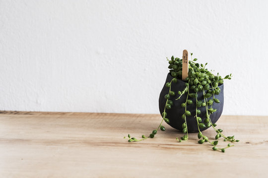 Close up of a String of Pearls plant in a terracotta pot on wooden shelf.