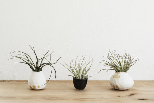 Close up of three varieties of air plants in terracotta pots on a wooden shelf.
