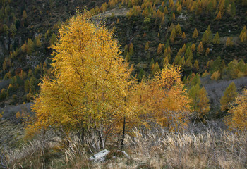 Herbstfärbung im Val Redorta, Tessin