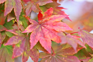 Blurred of bright red colored maple leaves on the branch in the autumn forest. Autumn landscape background concept.