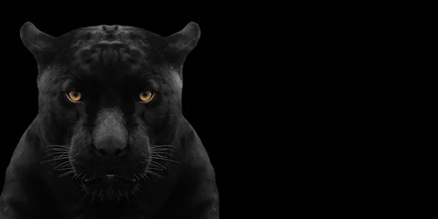 Foto auf Leinwand schwarzer Panther geschossen nah oben mit schwarzem Hintergrund © subinpumsom
