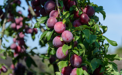 Harvest of plums on a tree