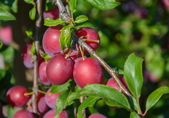 Harvest of plums on a tree
