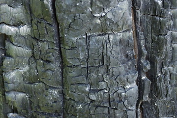 charred wood from the fire texture background