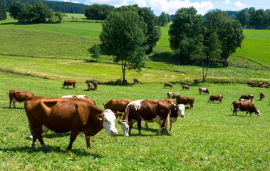 Kuhherde auf saftiger Wiese