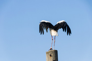 Stork flying. Stork in sky.