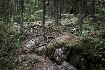Fototapeta na wymiar Huge roots of trees in a gloomy forest.