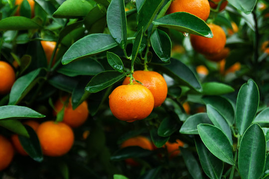 Ripe and fresh tangerines on a tree in a garden. Hue, Vietnam.