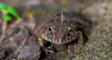 Front Face Frog