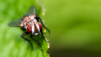 Macro Fly On Leaf