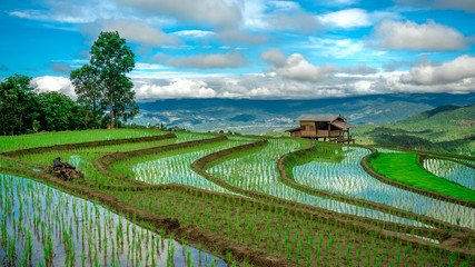 Rice Field Mountain Scenery