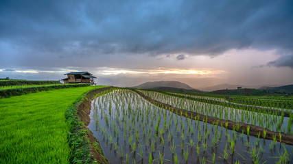 Fototapeta na wymiar Rice Field Landscape