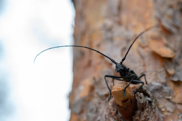 Black beetle with large mustache.