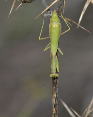 Iris oratoria, also known by the common name Mediterranean Mantis or less frequently Iris mantis, Crete