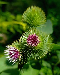 Flowering carduus macro