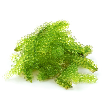 Oval sea grapes seaweed, Close up Green Caviar isolated on white background