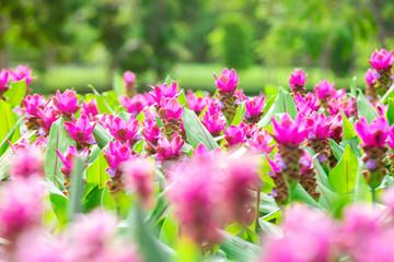 Photo close up Krachai flower in park .Natural flower field.Pink flower in blur background
