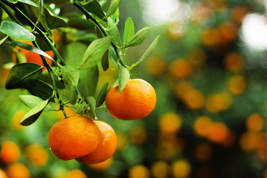 View on a branch with bright orange tangerines on a tree in a garden. Hue, Vietnam.