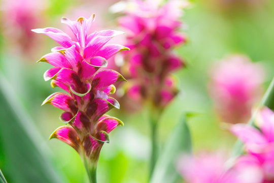Photo close up Krachai flower in park .Natural flower field.Pink flower in blur background