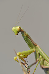 Iris oratoria, also known by the common name Mediterranean Mantis or less frequently Iris mantis, Crete
