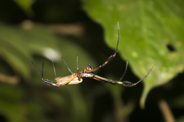 Close up Venomous Spider with Web protruding Banana Spider