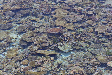 Maldives corals house for Sea turtle and fishes, top view from water villa, blurred focus.
